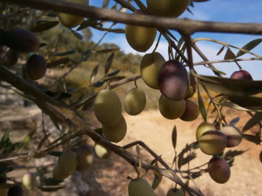 bijna rijpe olijven