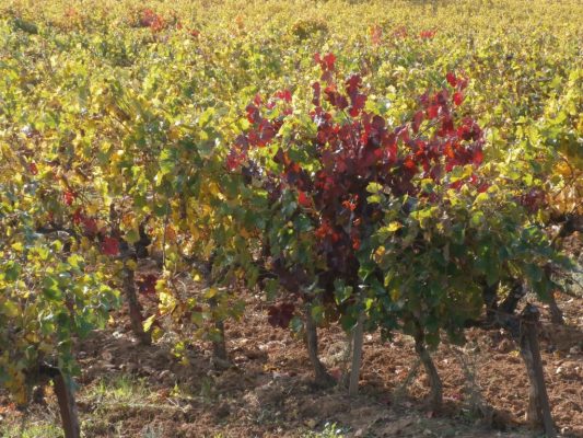 druivenranken in de herfst