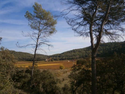 wijnvelden in de herfst