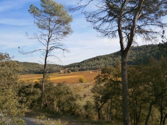wijnvelden op een zonnige herfstdag